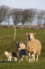 Pâturage de moutons sur herbe verte — Photo de stock
