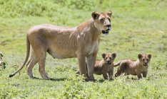 Lioness With Cubs — Stock Photo