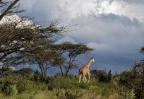 Жираф, идущий в лесу Акация — стоковое фото