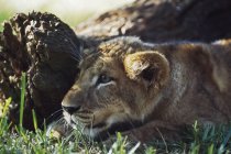 Lion louveteau accroupi — Photo de stock