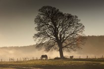 Cavalos pastando no campo — Fotografia de Stock