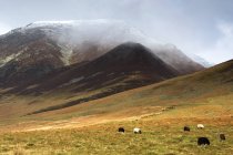 Schafe weiden auf der Weide — Stockfoto