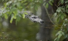 Alligator Glides Along water — Stock Photo