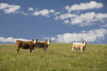 Cattle In Pasture With Blue Sky — Stock Photo