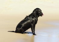 Cão sentado na praia — Fotografia de Stock