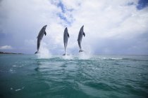 Три бутылконосных дельфина — стоковое фото