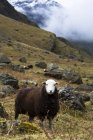 Herdwick овець в горах — стокове фото