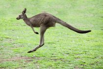 Känguru hüpft auf Feld — Stockfoto