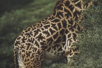 Modello su Giraffa Nascondere — Foto stock