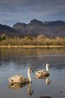 Cisnes nadando en el lago - foto de stock