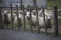 Вівці за колючим дротом паркан — стокове фото