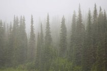 Туманні лісу, Mount Rainier Національний парк — стокове фото