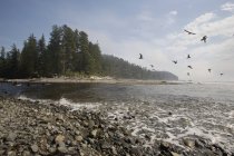 Gaviotas volando sobre la orilla del mar - foto de stock