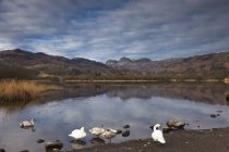 Cisnes en el lago con telón de fondo de montaña - foto de stock