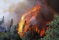 Величезний полум'я від лісова пожежа — стокове фото