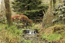 Pont en bois sur le ruisseau dans le parc national Dartmoor — Photo de stock