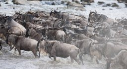 Wildebeest correndo em campo — Fotografia de Stock