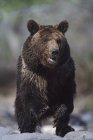 Orso Grizzly in piedi sulla pietra — Foto stock