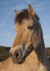 Cavallo fiordo norvegese — Foto stock