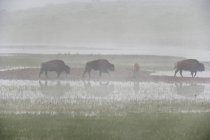 Bisons marchant dans le brouillard — Photo de stock