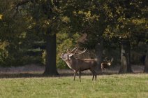 Male Deer  Standing In Field — Stock Photo