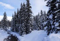 Bosque en la nieve, Lago Louise - foto de stock