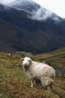 Pastoreo de ovejas Herdwick - foto de stock