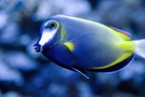 Blauer tropischer Fisch — Stockfoto