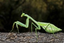 Mantis orante en el árbol - foto de stock