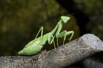 Mantis orante en el árbol - foto de stock