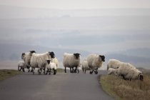 Estrada de cruzamento de ovelhas — Fotografia de Stock