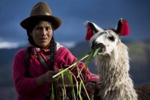 Peruanische Frau in traditioneller Kleidung mit Lamas in Cuzco, Peru — Stockfoto