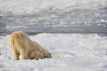 Белый медведь в поисках территории — стоковое фото
