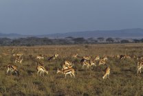 Herde der Thomson-Gazelle — Stockfoto