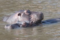 Гіпопотами плавання у воді — стокове фото