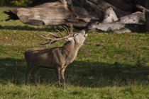 Male Deer In Field — Stock Photo