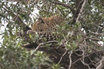 Leopardo deitado na árvore — Fotografia de Stock