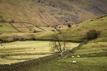 Овцы пасутся на зеленой траве. — стоковое фото