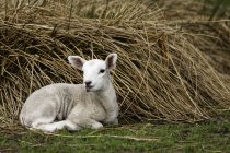Pecore si siede accanto Pile — Foto stock