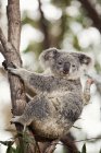 Urso de coala na árvore — Fotografia de Stock