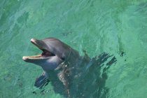 Бешеный дельфин плавает в воде — стоковое фото