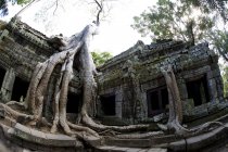 Radici dell'albero che ricoprono rovine del tempio — Foto stock