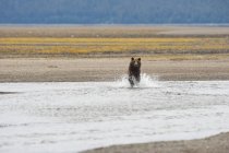 Grizzly Bear Running — Stock Photo