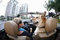 Donna che guida in cabriolet classico con cane da compagnia a Victoria, British Columbia, Canada — Foto stock