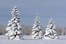Snow Covered Trees — Stock Photo