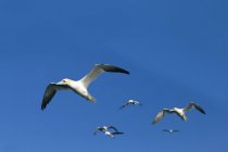 Gannets volando sobre el agua — Stock Photo