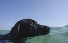 Собака плавает в воде — стоковое фото