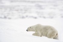 Urso polar caminhando sobre a neve — Fotografia de Stock