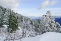 Neve coberto de árvores na montanha — Fotografia de Stock