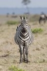 Zebra steht auf Feile — Stockfoto